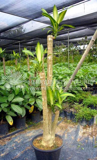 Dracaena fragrans massegeana (Multi branching)